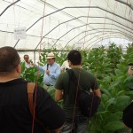 Greenhouse with Henke Kelner