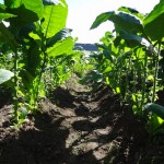 Row of tobacco plants