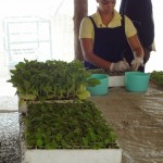 Seedlings ready for transplanting