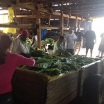 Padron Curing Barn