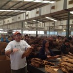 Oliva Tobacco Sorting