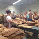 Oliva Tobacco Sorting