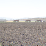 A field that is ready for planting and the 3 curing barns in the background.