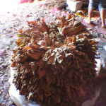 Tobacco that has been cured and is ready for transport to the factory.