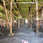 Inside the curing barn. You can see the fires burning to help dry the tobacco.
