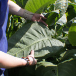 Note the size of the ligero leaf.