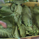 Tobacco from the field being delivered for hanging in the curing barn.