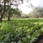 Shade grown tobacco. This field took over 6 months to prepare the land for growing.