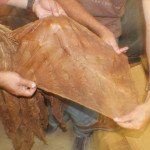 Tobacco being fermented.